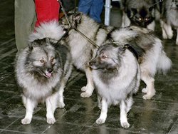 The black "spectacles" of the Keeshond are an important characteristic of the breed