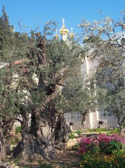 The Garden of Gethsemane. The  is visible in the background.