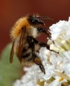Closeup of bumblebee