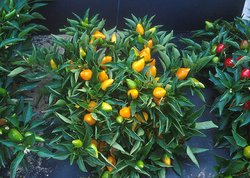 Compact orange pepper plants in the genus Capsicum.