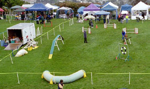 Agility field left side: A competition agility field showing (clockwise from lower left) a tunnel, the dogwalk, the judge standing in front of a winged jump, two additional winged jumps, dog executing the teeter-totter with his handler guiding, and the tire jump.