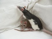 Two female pet rats.