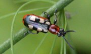 Common Asparagus Beetle ()