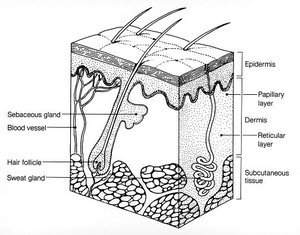 Layers of human skin. Image provided by Classroom Clip Art (http://classroomclipart.com)