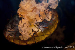 Jellyfish at 