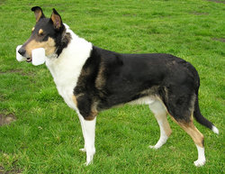Tricolor Collie with training .