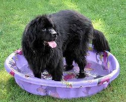 Newfoundlands are known for their love of water and their .