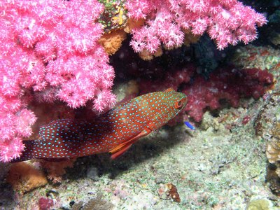 grouper fish with pink red coral 