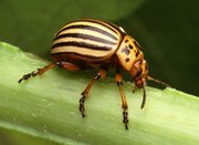 Colorado potato beetle ()