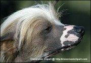 Powderpuff Chinese Crested.Image provided by Classroom Clip Art (http://classroomclipart.com)
