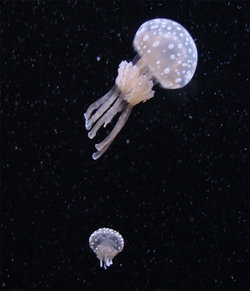 A typical scyphomedusa jellyfish