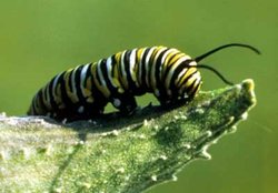 Caterpillar of the 