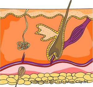 Layers of human skin. Image provided by Classroom Clip Art (http://classroomclipart.com)