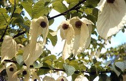  The Dove Tree () was discovered by and named after Armand David