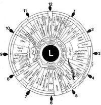This is an example of an iridology chart, correlating areas of the left iris, as seen in the mirror, with portions of the left hand side of the body. Changes in color or appearance of the iris are said to indicate changes in the health of the corresponding section of the body.