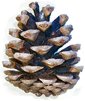 Mature female European Black Pine cone