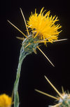 Plants such as this Yellow Star Thistle are competing with native plants in Yosemite