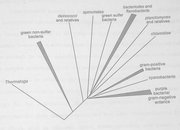Phylogenetic Tree of Bacteria