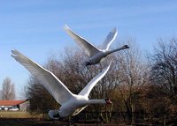 Mute Swans flying at Slimbridge, , 