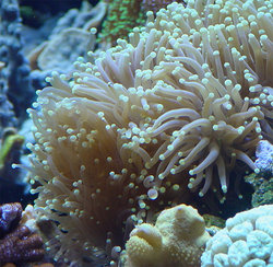 Clownfish in their magnificent sea anemone home.