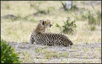 Cheetah lying down, Kenya Africa. Image provided by Classroom Clip Art (http://classroomclipart.com)