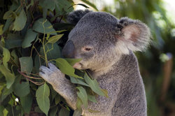 Koala photo courtesy of Classroom Clipart (http://classroomclipart.com)