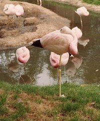 Flamingos. Lake Nakuru, Kenya Africa.Image provided by Classroom Clipart (http://classroomclipart.com)