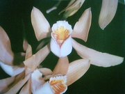 The  (Cattleya mossiae)