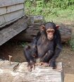 Chimpanzees have endoskeletons