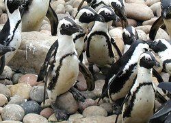 African Penguins, showing the black arch-shape and black chest-spots