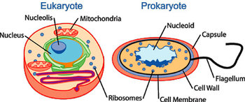 The cells of eukaryotes and prokaryotes. - This figure illustrates a typical human cell (eukaryote) and a typical bacterium (prokaryote). The drawing on the left highlights the internal structures of eukaryotic cells, including the nucleus (light blue), the nucleolus (intermediate blue), mitochondria (orange), and ribosomes (dark blue). The drawing on the right demonstrates how bacterial DNA is housed in a structure called the nucleoid (very light blue), as well as other structures normally found in a prokaryotic cell, including the cell membrane (black), the cell wall (intermediate blue), the capsule (orange), ribosomes (dark blue), and a flagellum (also black).