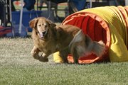 Most Goldens enjoy active entertainment, such as .