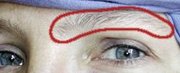 Eyebrows, as marked by the red line