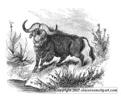 African Buffalo, 19th century drawing. 