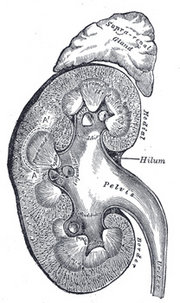 Section of a kidney
