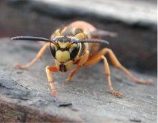 This is not the hornet Vespula maculataThis is a queen of the Southern , Vespula squamosa