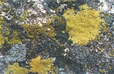 Crustose and foliose lichens on a wall