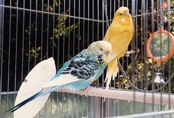 Domesticated Budgerigars