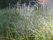 Spider web with morning dew enhancing its visibility.