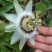 A passion flower