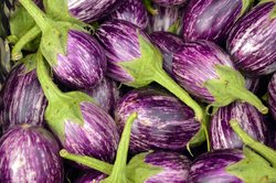 Purple eggplants