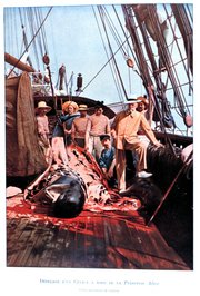 The crew of the oceanographic research vessel "Princesse Alice," of Albert Grimaldi (later Prince ) pose while flensing a catch