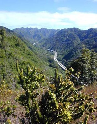 Interstate H-3 in Hālawa Valley looking towards the ; plant in foreground is a scrub form of ‘ohia lehua.