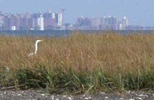 Great Egret on the southern shore of Staten Island on Lower New York Bay. Coney Island, Brooklyn is visible in the background.