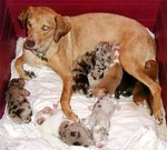 Litter of Catahoulas showing wide variety of coat colors