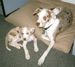 Young red-and-white Catahoulas