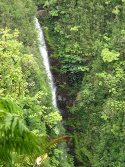Rainforest, Big Island, Hawaii