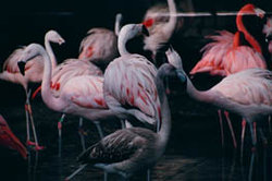 Flamingos are communal birds and are usually found in large flocks.