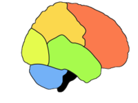 The lobes of the cerebral cortex include the  (red),  (green),  (yellow), and  (orange).