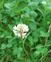 White Clover flower-head and leaves
